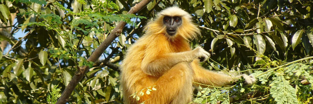 Primate Safaris in Africa