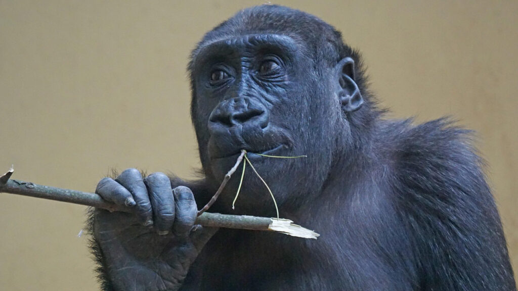 Gorillas and Big 5 safaris