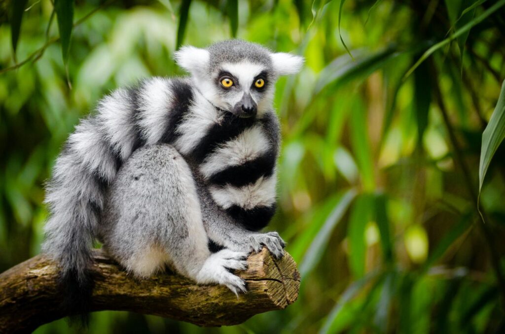 Madagascar Tour Packages