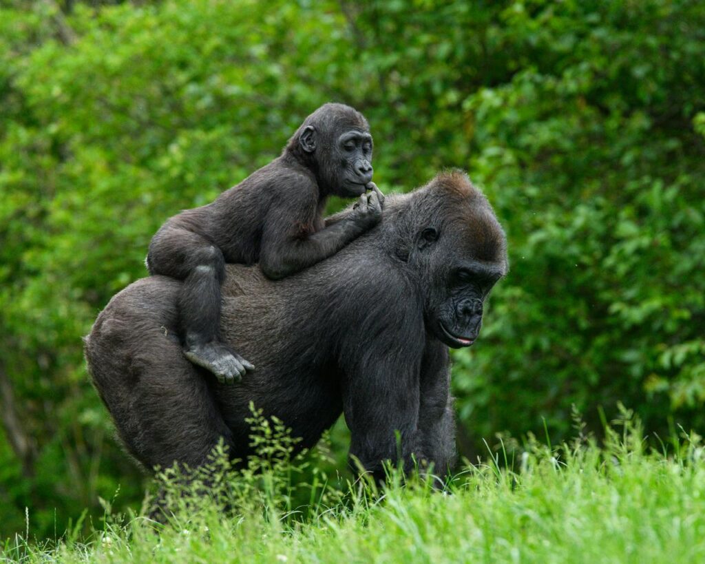 Juvenile gorilla riding on the back of a large adult gorilla in a grassy, green habitat.