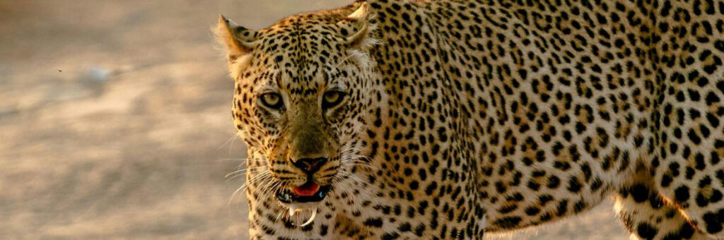 Zambia tours - Leopard on Safari