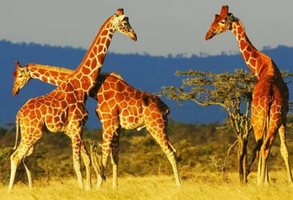 tailor-made customised Africa safaris