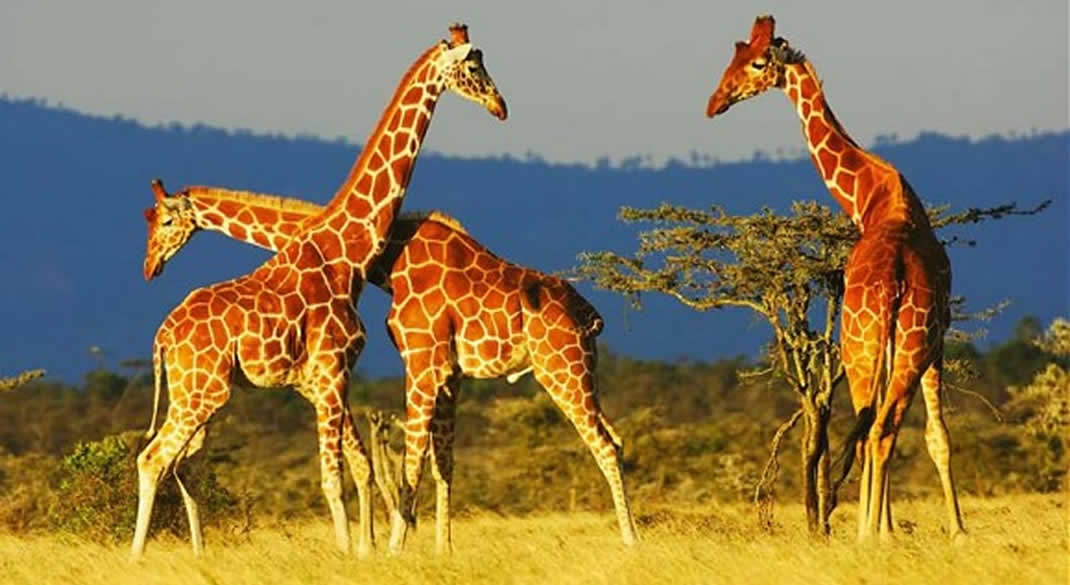 tailor-made customised Africa safaris